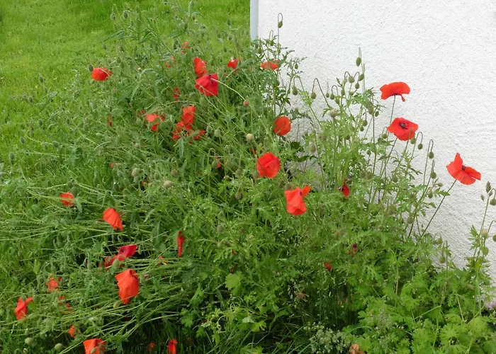 Waldsicht Und Dorfsicht Daire Winkel